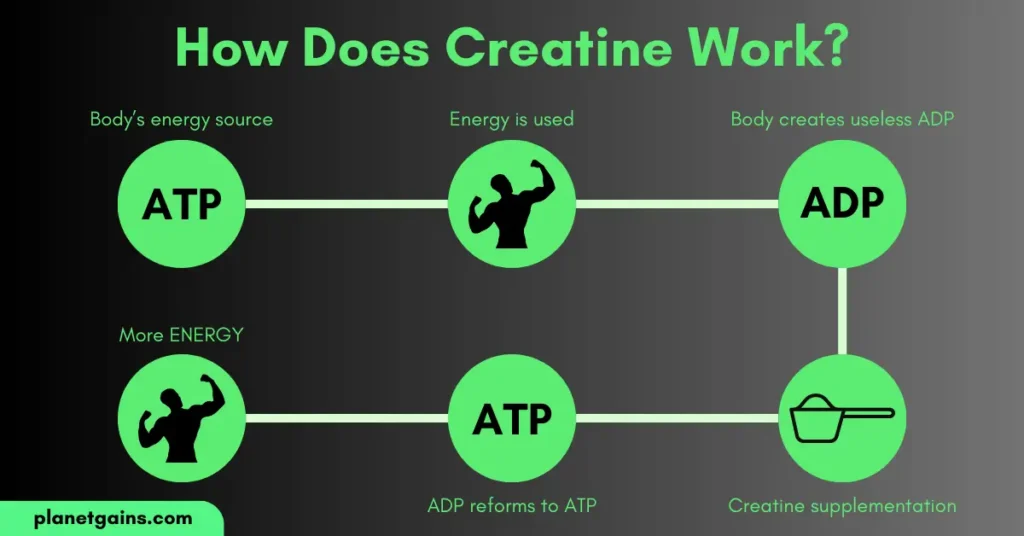 How does creatine in pre workout work?